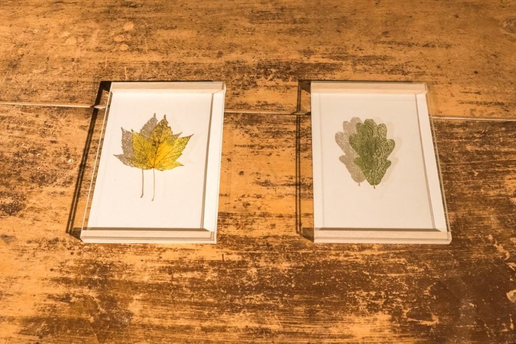 Workshop Verven met planten 