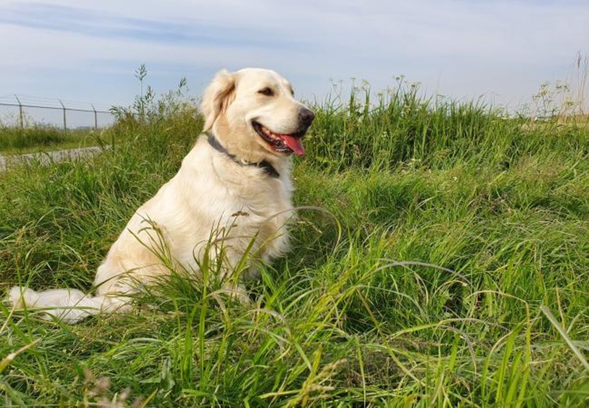Honden Pieter Devriendt