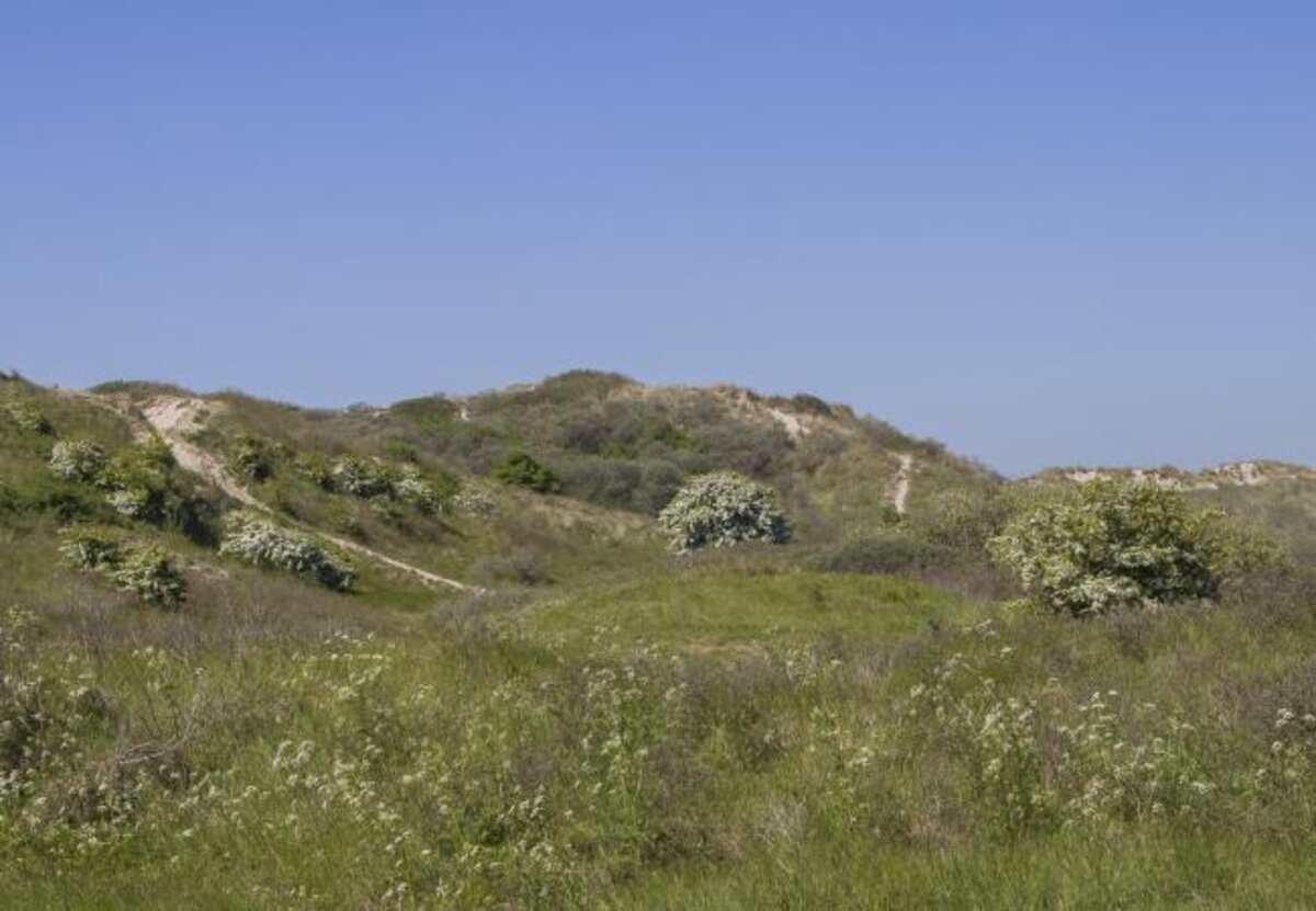 Duinen