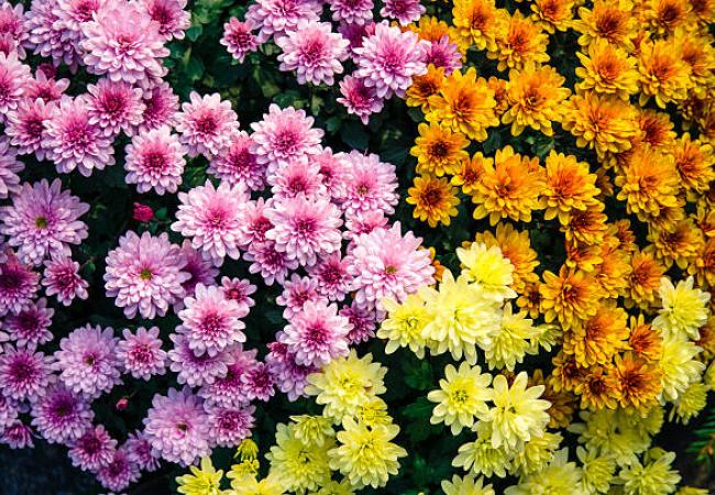 chrysanten