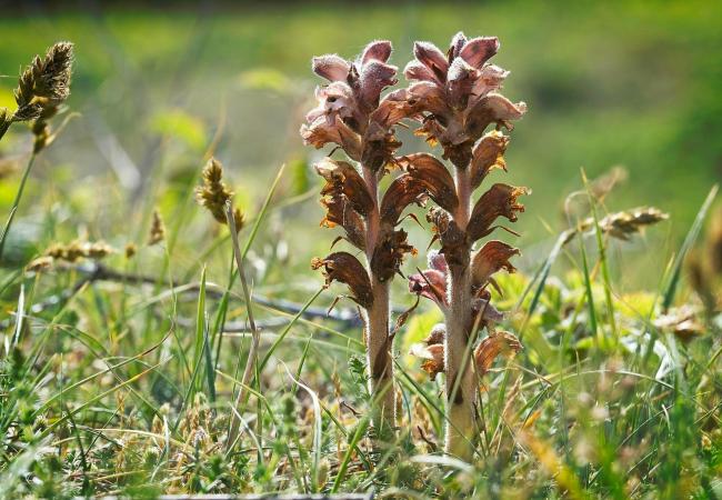 Zomerwandeling in de Warandeduinen © Geert Jonckheere