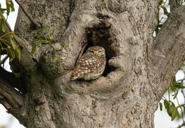 Ogen in het donker : op zoek naar Steenuilen © Ronny Bollen
