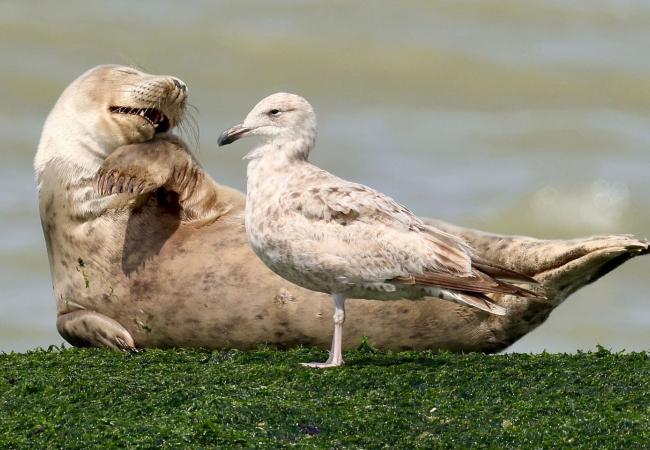 Luistervinken ‘Zeehonden op het strand’ met Vereniging NorthSealTeam © North Seal Team