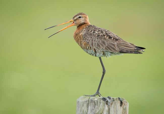 Natuurherstel in de Puidebroeken © Wim dirckx