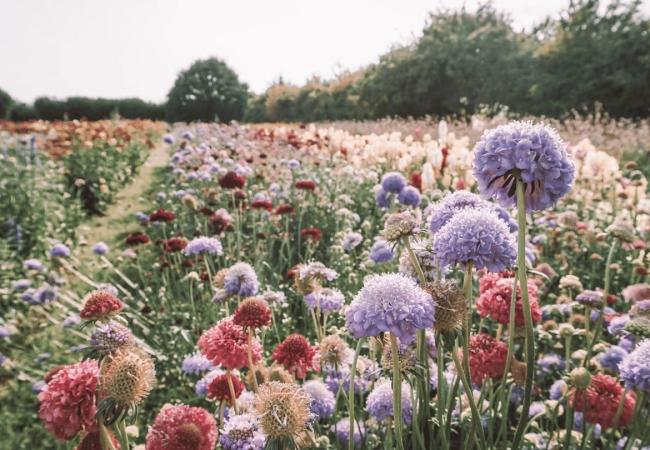 Bloemschikken © Lilly carreras via Getty Images