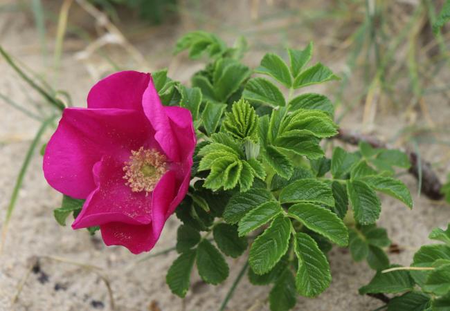 Expo Life Dunias © Life Dunias