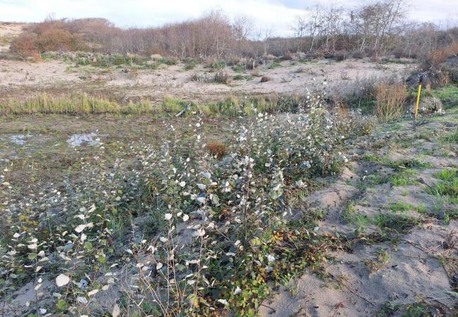 Aan het werk in de Warandeduinen © Bart Put