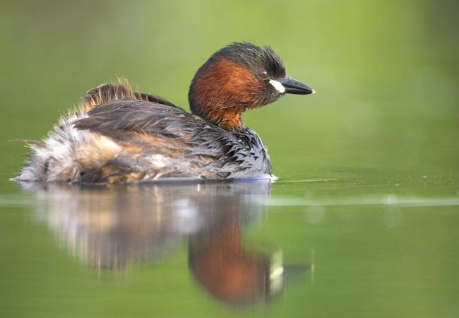 Zomerwandeling in de Schapenweide © Natuurpunt