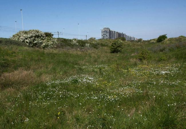 Zomerwandeling in de Warandeduinen © Geert Jonckheere