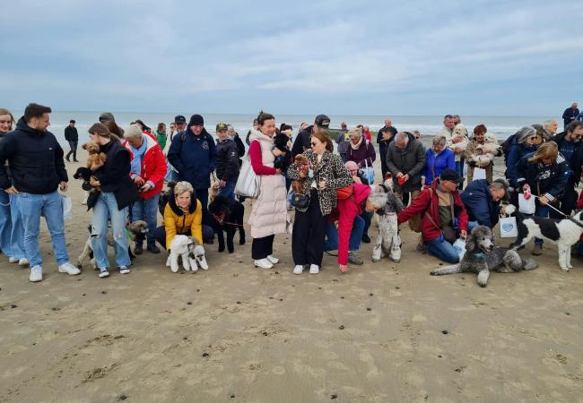 Halfjaarlijkse poedelstrandwandeling op losloopstrand © Volders Luc