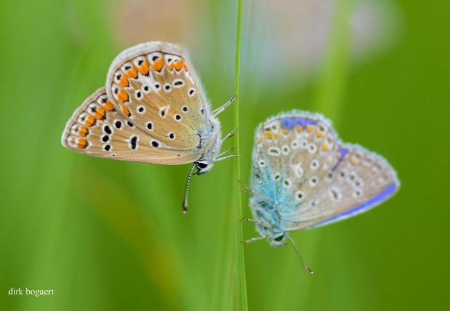 Zomerwandeling in de Warandeduinen © Dirk Bogaert