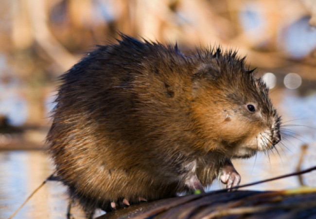 Meld een muskusrat