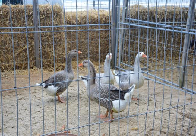 Bijkomende maatregelen nav. de vogelgriep