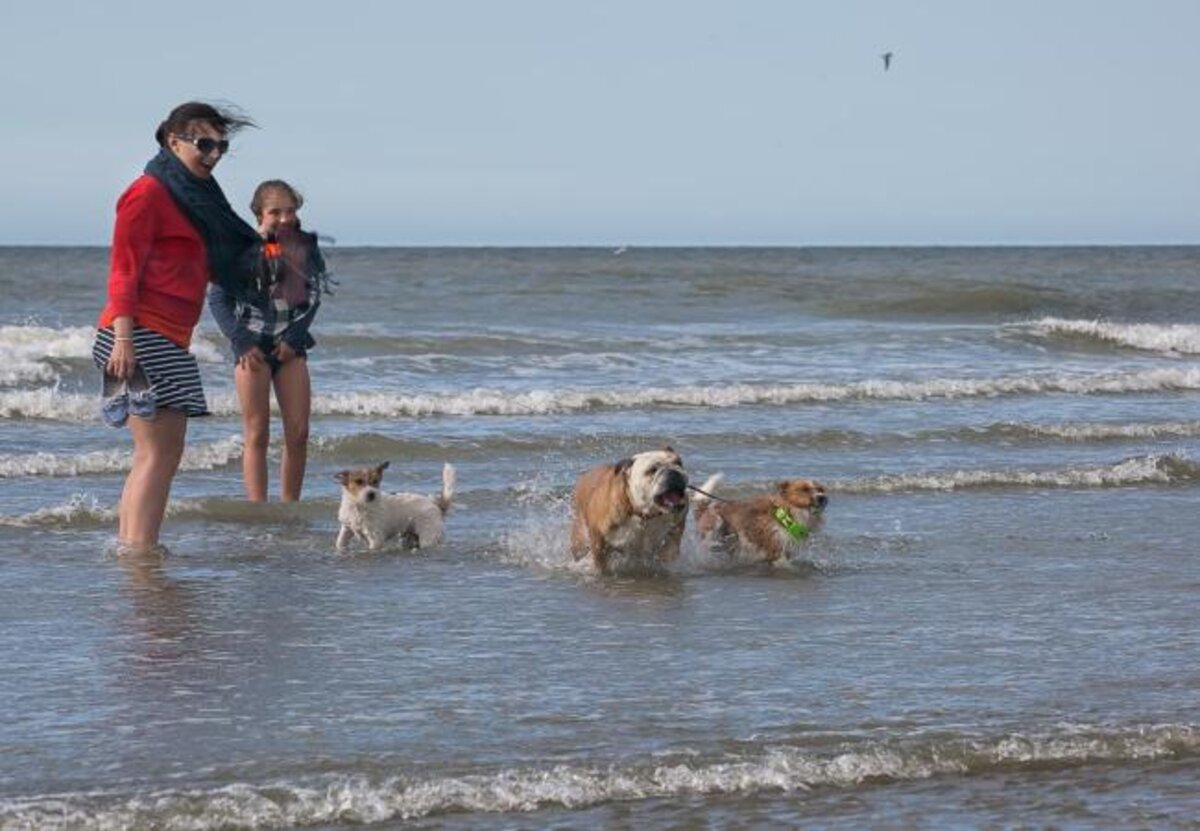 Olie aangespoeld strand, vermijd een strandwandeling (met de hond)