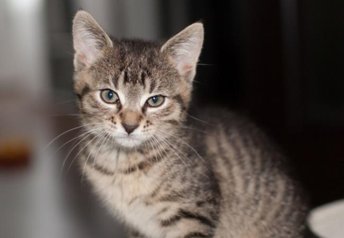 Katten, blijf in uw kot