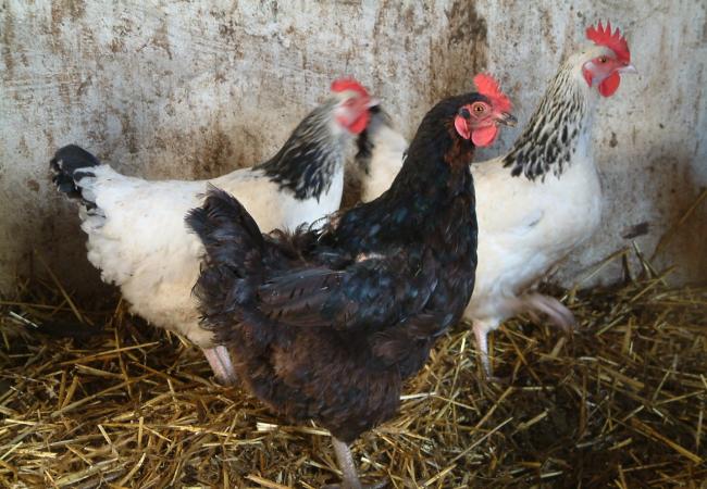 Verbod op pluimvee- en vogelmarkten en andere verzamelingen met pluimvee