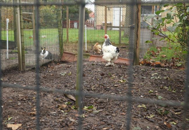 Vogelgriep gesignaleerd: afschermplicht voor pluimvee