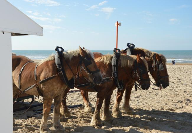 Landbouwweekend Middelkerke is proeven van landbouw aan zee