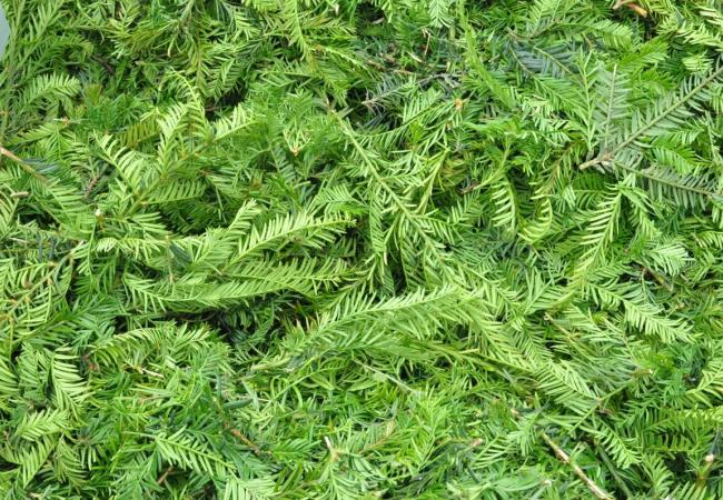 Middelkerkenaars brengen recordopbrengst taxus binnen voor Vergroot de Hoop