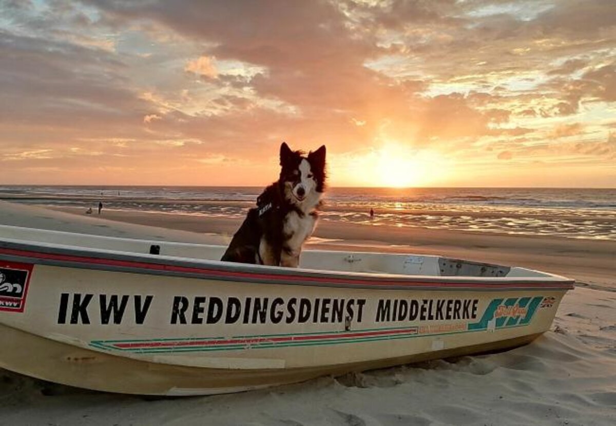 Hondenstrand verhuist naar Louis Logierlaan