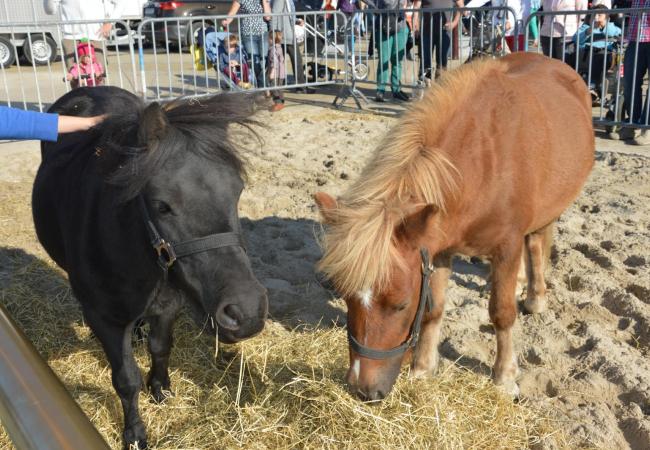 Agricultural weekend