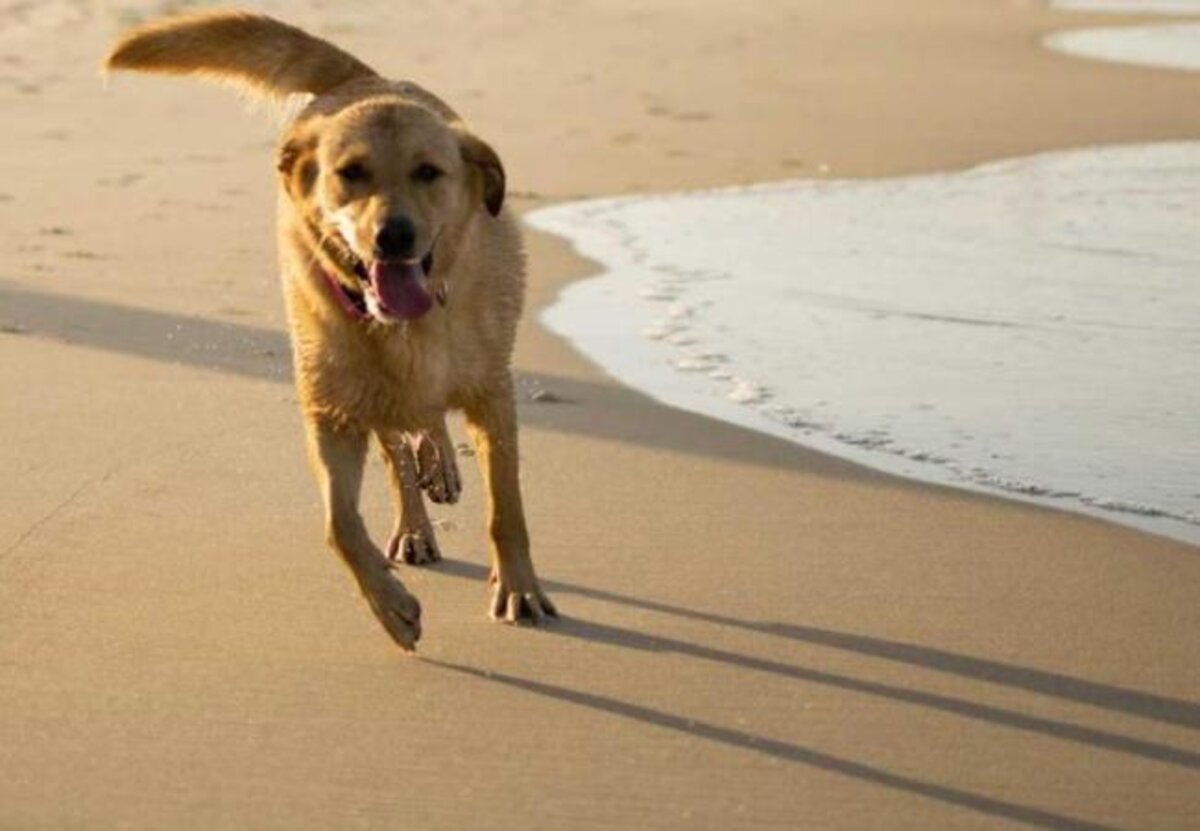 Festival du chien au bord de mer 
