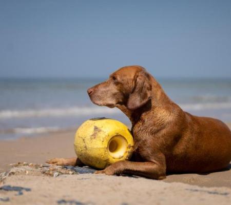 Luc Cassiman Hond Boei