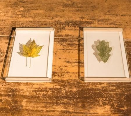 Workshop Verven met planten 