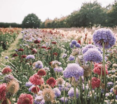 Bloemschikken © Lilly carreras via Getty Images
