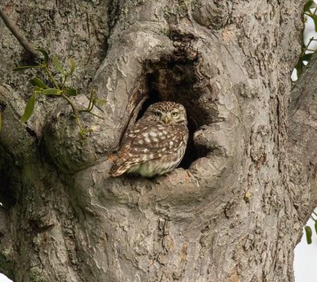 Ogen in het donker : op zoek naar Steenuilen © Ronny Bollen