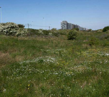 Zomerwandeling in de Warandeduinen © Geert Jonckheere