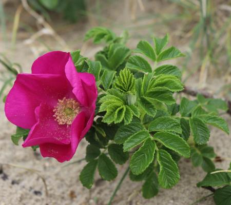 Expo Life Dunias © Life Dunias