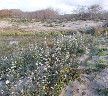 Aan het werk in de Warandeduinen © Bart Put