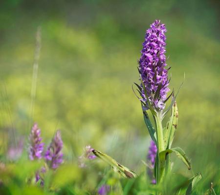 Orchideeënwandeling in de Warandeduinen © Geert Jonckheere