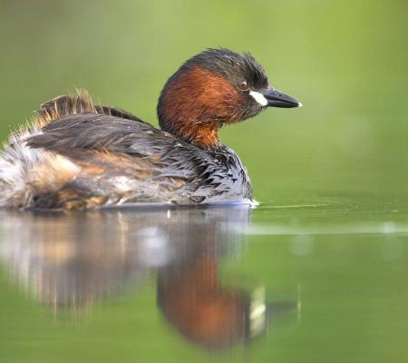 Zomerwandeling in de Schapenweide © Natuurpunt