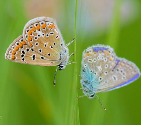 Zomerwandeling in de Warandeduinen © Dirk Bogaert