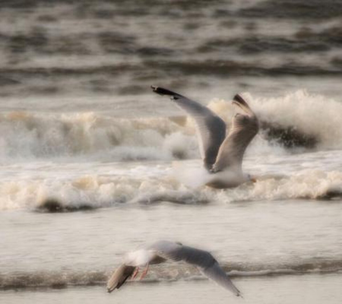 Gemeentebestuur Middelkerke huldigt amateurfotografen