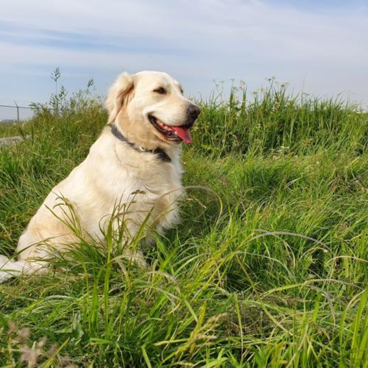 Honden Pieter Devriendt 