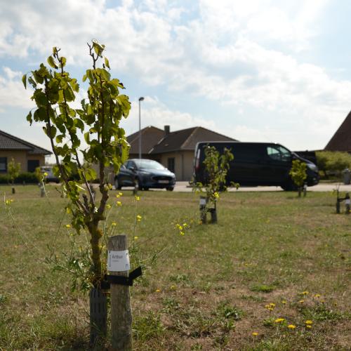 appels in middelkerke