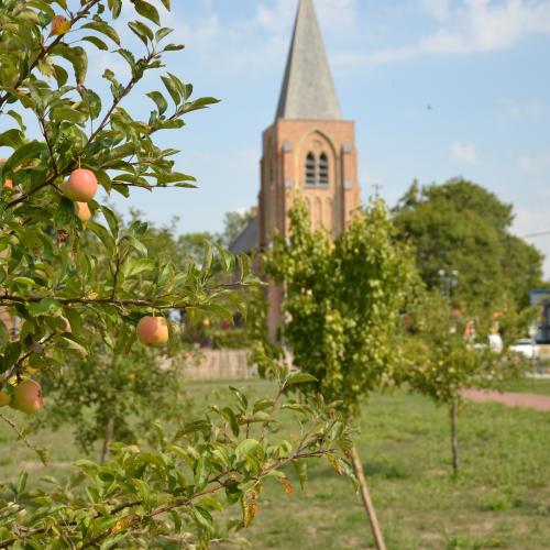 Appels in Schore
