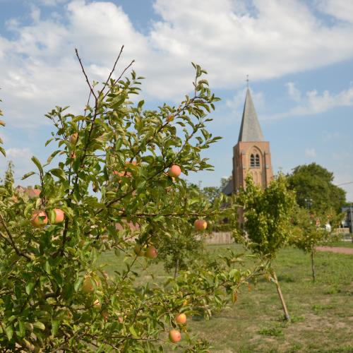 Appels in Sint-Pieters-Kapelle