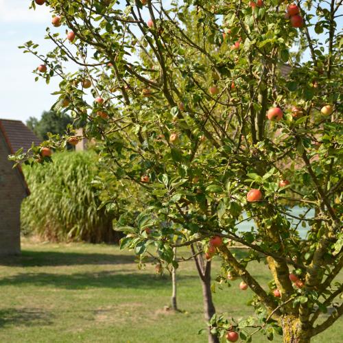Appels in westende