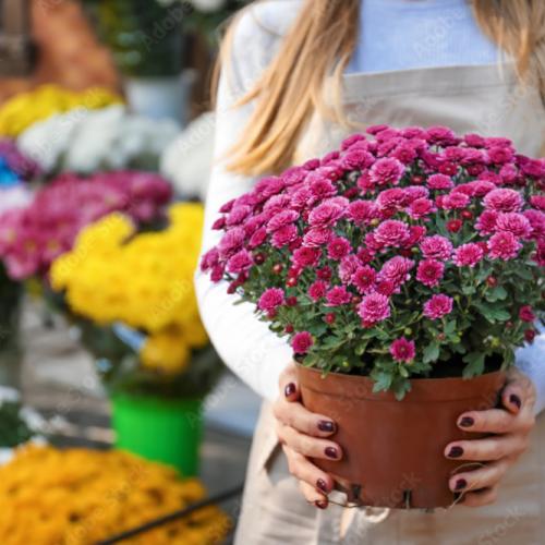 chrysantenverkoop