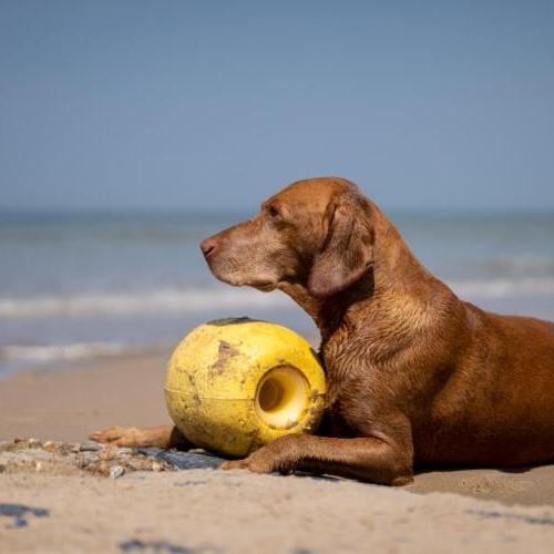 Luc Cassiman Hond Boei