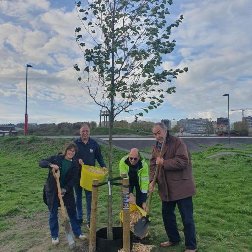 plant a tree