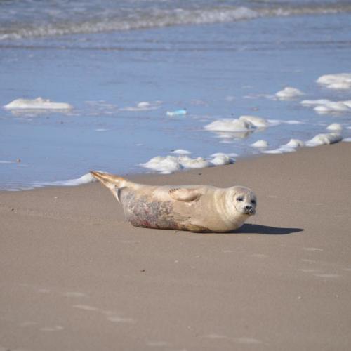 Zeehond rust uit