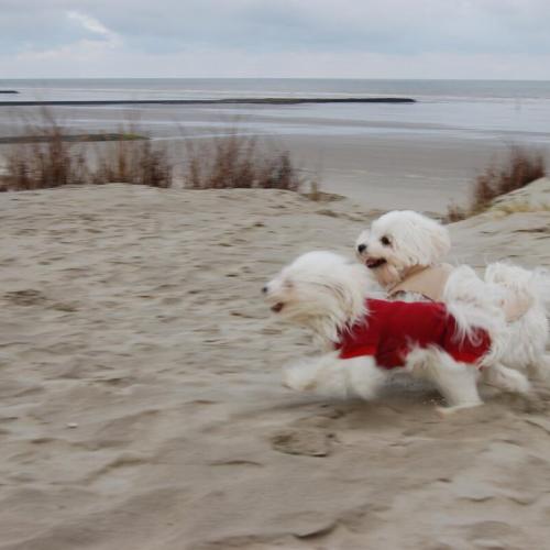 Dierenloket