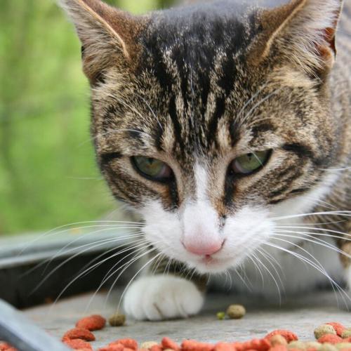 Katten