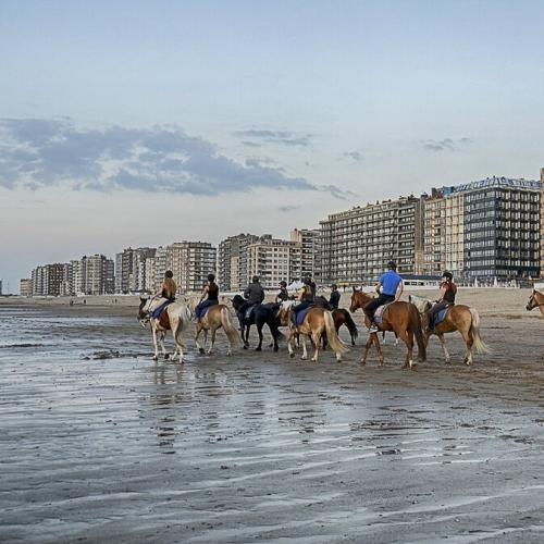 Paarden