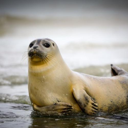 Zeehonden